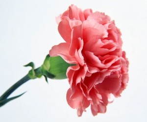 25 Bunga Romantis Terbaik Untuk Wanita Tws Florist