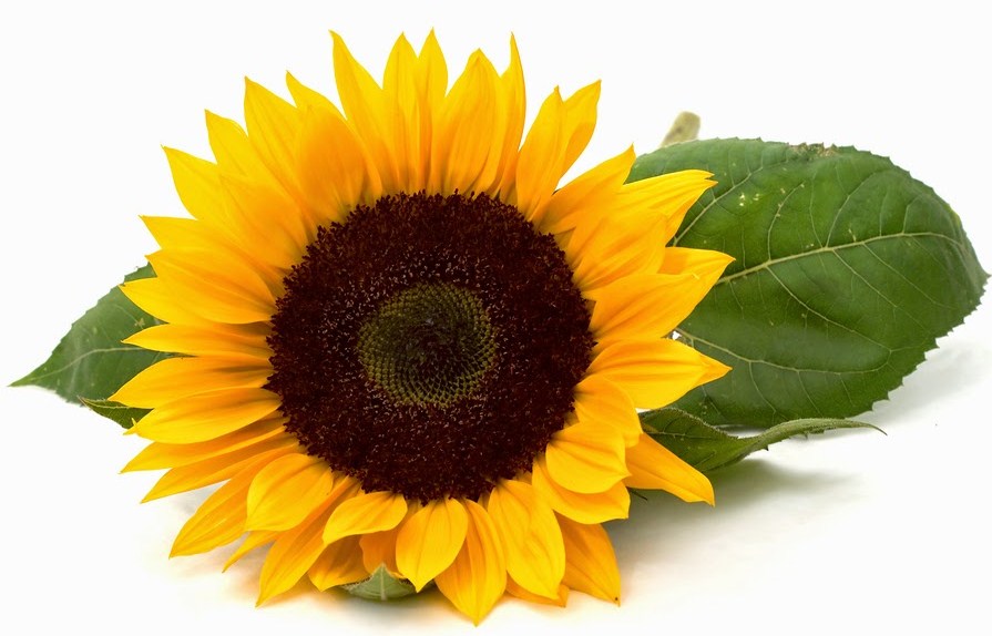 Bunga matahari melambangkan
