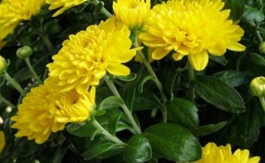 Fakta Menarik Tentang Bunga Krisan Tws Florist