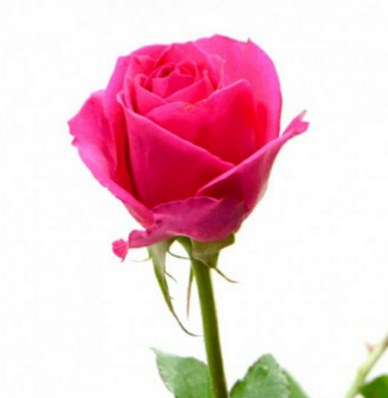  Bunga Pink  Toko Bunga  Online TWS Florist