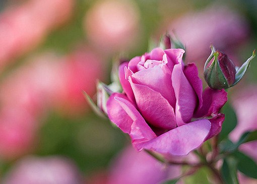 20+ Gambar Bunga Untuk Profil Instagram - Galeri Bunga HD