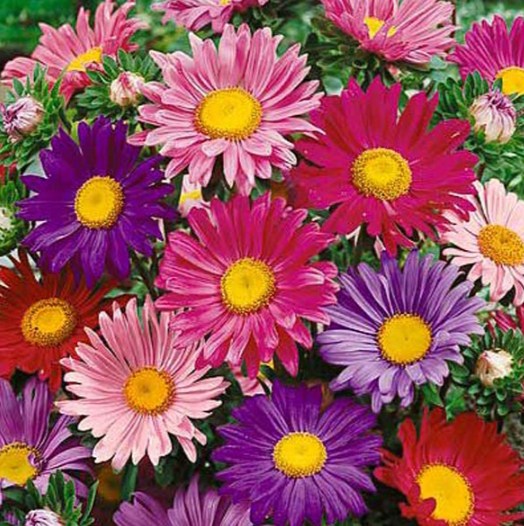Arti Fakta Menarik Dari Bunga Aster  TWS Florist