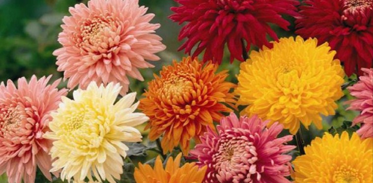 11 Tips  Menanam dan  Merawat  Bunga  Seruni Agar Dapat 