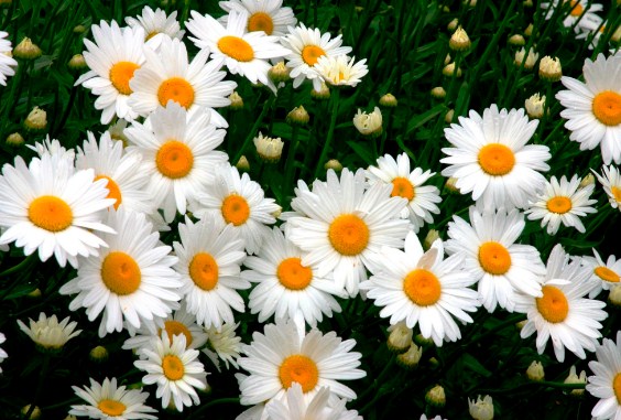  bunga daisy  Toko Bunga  Online TWS Florist