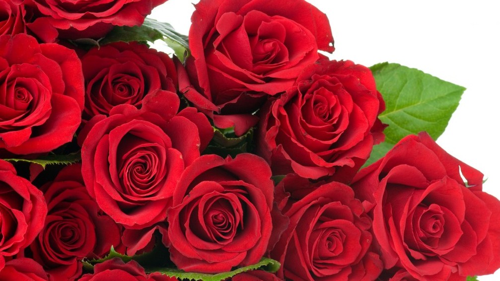 5 Arti  Penting dari Bunga  Mawar  yang Harus Kamu Tahu 