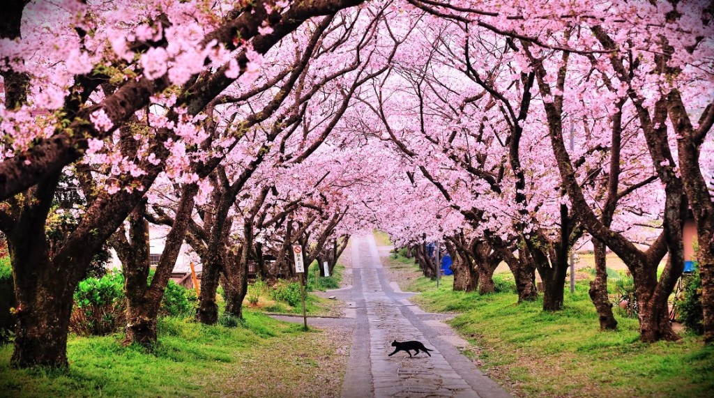 12 Foto Yang Menunjukkan Betapa Indahnya Bunga  Sakura  di  