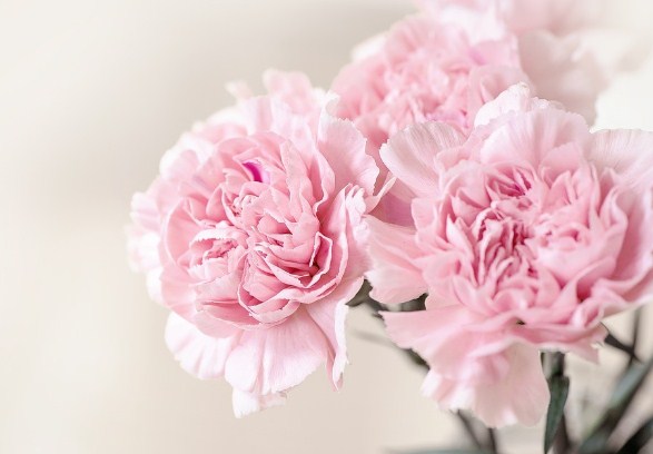 Bunga Carnation Toko Bunga Online TWS Florist
