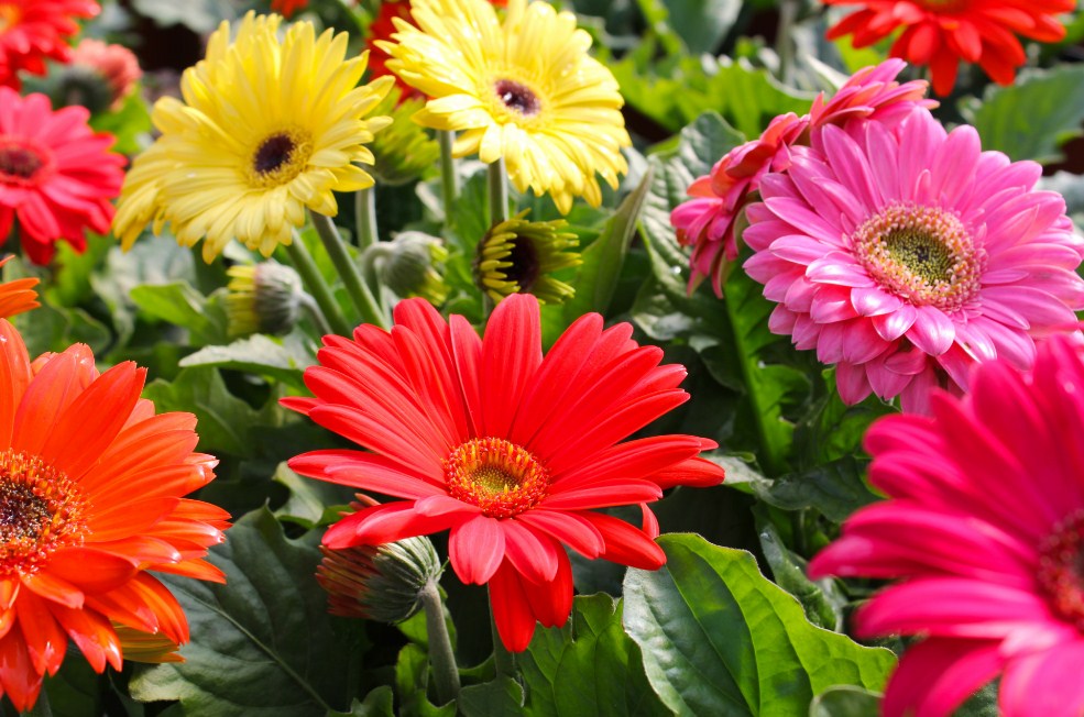 Keunikan Bunga Gerbera  dan Bunga  Daisy TWS Florist