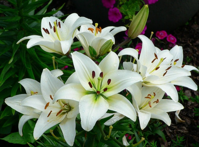 Keindahan Dan Keunikan Dari Bunga Lili Tws Florist