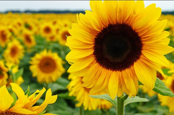 Bunga Matahari | Toko Bunga Online | TWS Florist