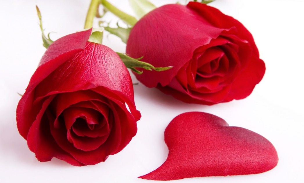 Bunga Mawar Merah