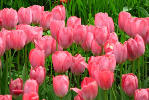 Bunga Tulips Pink Toko Bunga Online Tws Florist