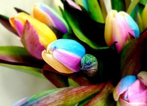 Keindahan Dan Keunikan Dari Bunga Tulips Toko Bunga Keindahan Dan Keunikan Dari Bunga Tulips Toko Bunga