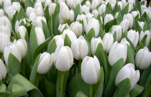 Bunga Tulip Putih Ideas Pict For You