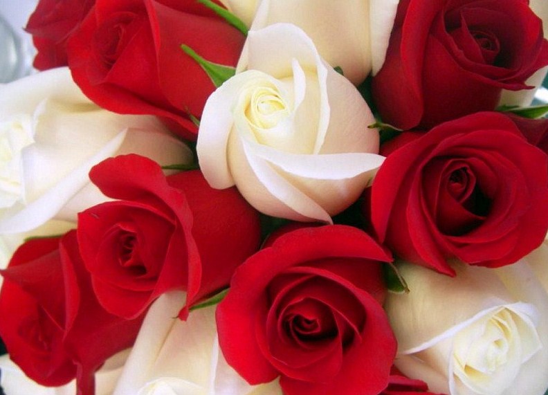 Arti Bunga Mawar Berdasarkan Warna Dan Jumlahnya Tws Florist