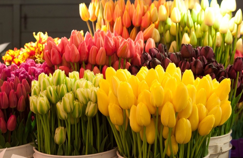 15 Fakta Menarik Tentang Bunga Tulip Tws Florist