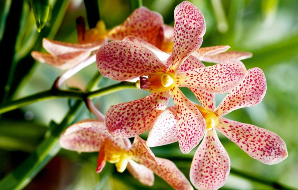 Jenis jenis Bunga  Anggrek  yang Ada Di Dunia TWS Florist