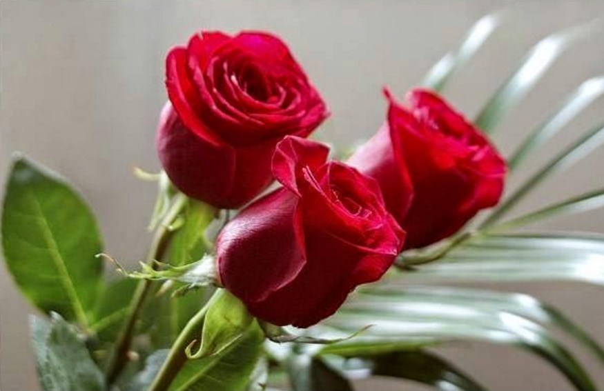 58 Gambar Bunga Mawar Merah Berduri Gokil