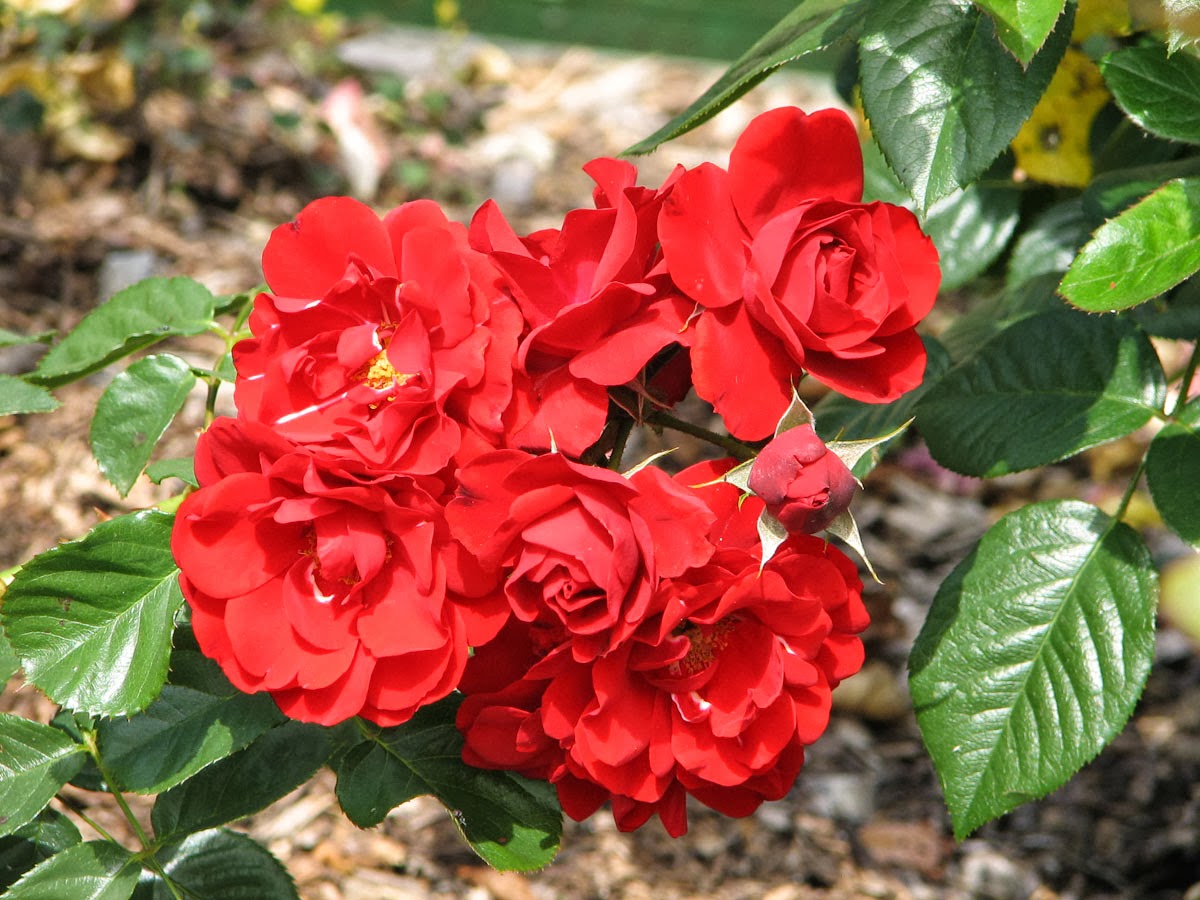 Suka Bunga Mawar Ini Dia Cara Merawatnya Tws Florist