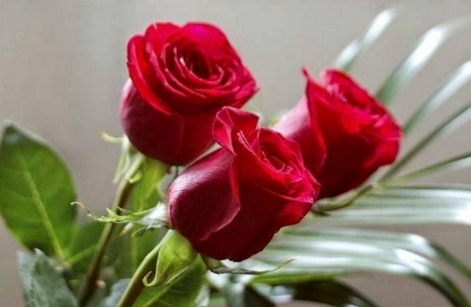 7 Cara Mengawetkan Buket Bunga Mawar Tws Florist