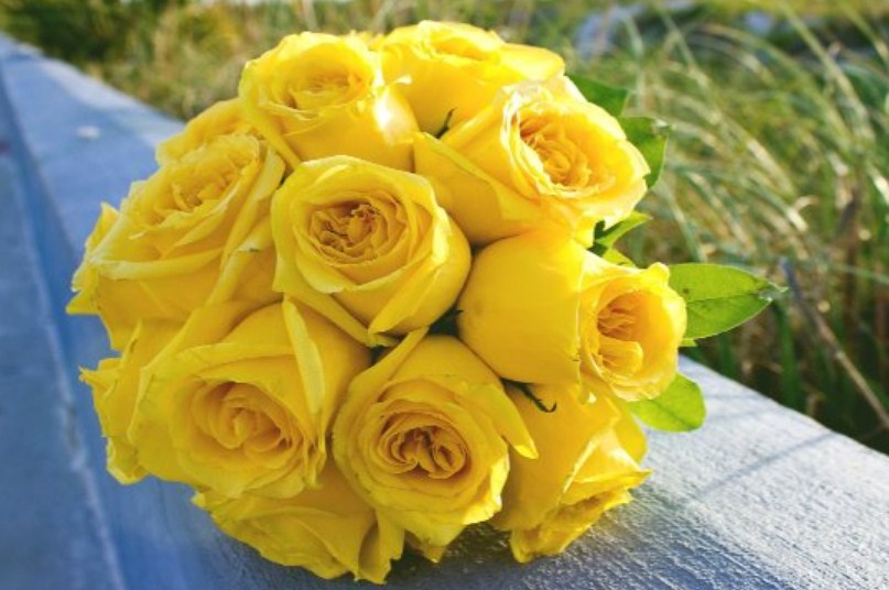 11 Warna Bunga  Mawar  beserta Maknanya TWS Florist