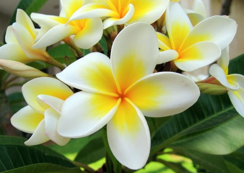11 Fakta Unik Dan Menarik Bunga Kamboja Yang Harus Anda Ketahui Tws Florist