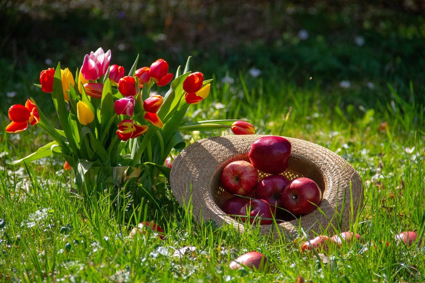 Fantastis 11 Gambar Ilustrasi Bunga Tulip Gambar Bunga Fantastis 11 Gambar Ilustrasi Bunga Tulip Gambar Bunga
