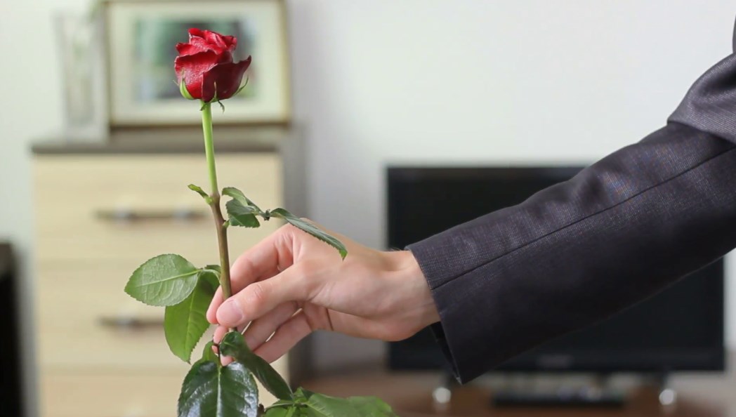 Незнакомый подарил цветы. Парень с одной розой. Парень с розой в руке.