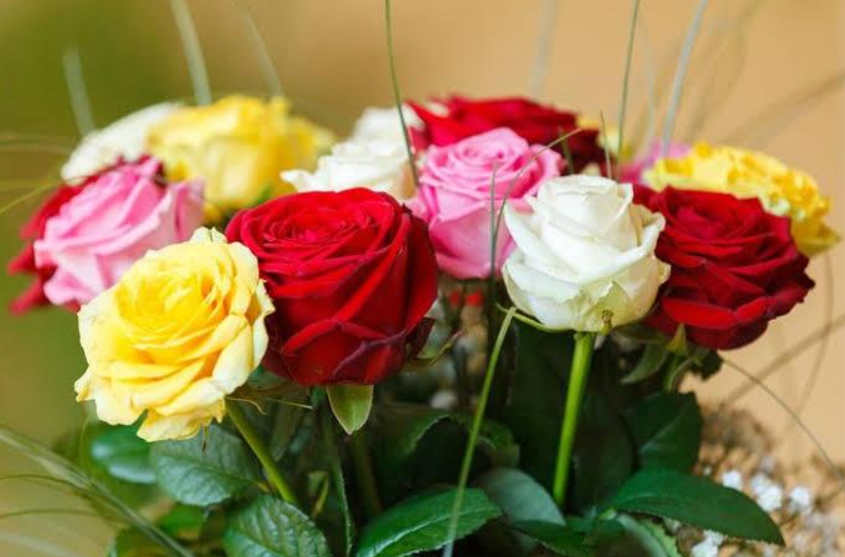 Arti Warna Pada Setiap Warna Bunga Mawar Tws Florist