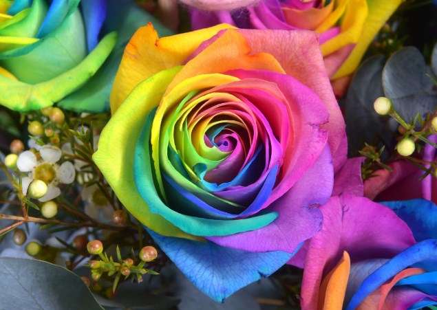  Apakah  Bunga  Mawar  Pelangi dan Apa Artinya Toko Bunga  