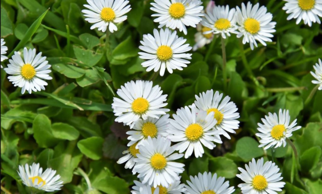 Aster
