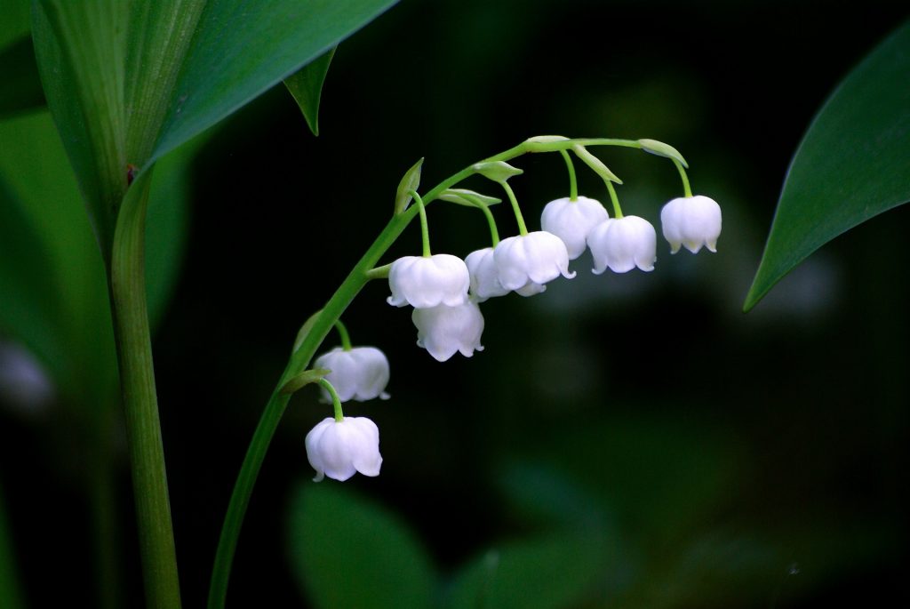 Lily Of The Valley dalam Sejarah
