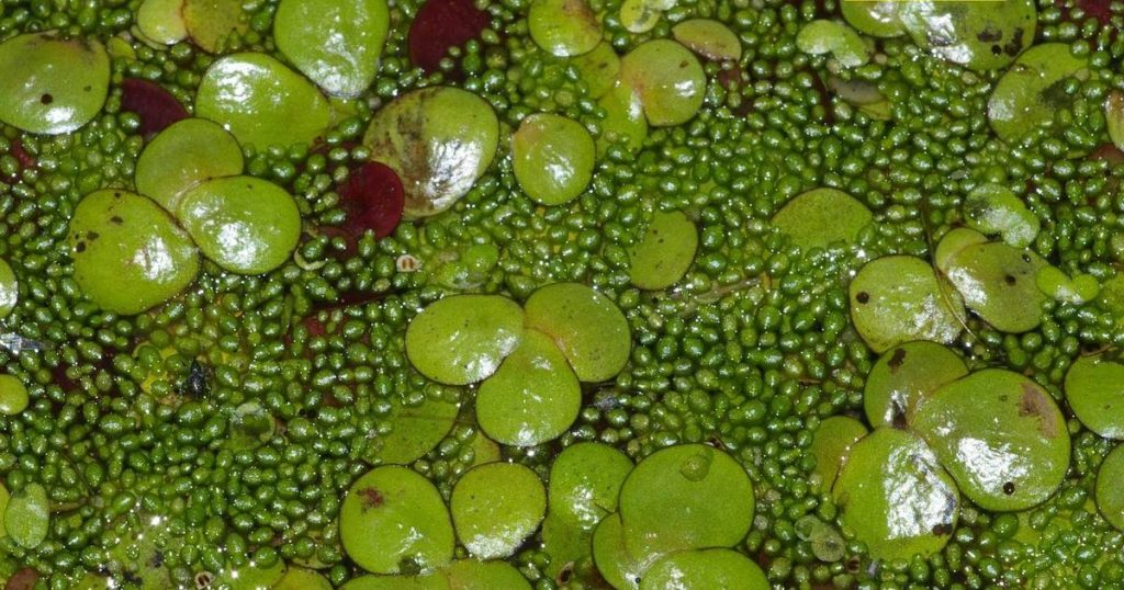 10 Fakta Teratas Tentang Bunga