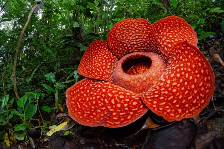 10 Fakta Teratas Tentang Bunga