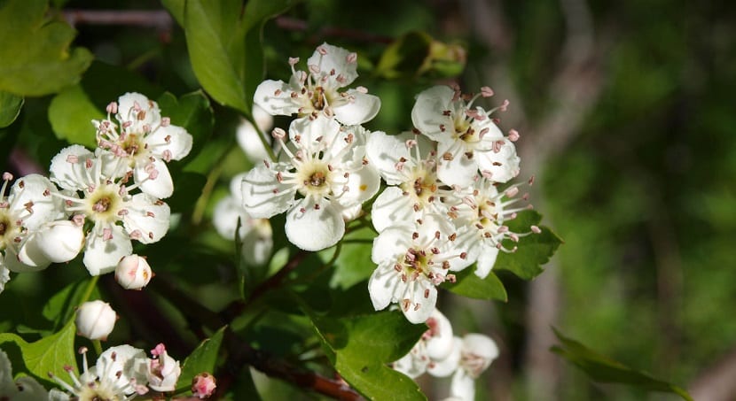 Makna Hawthorn Dan Simbolisme