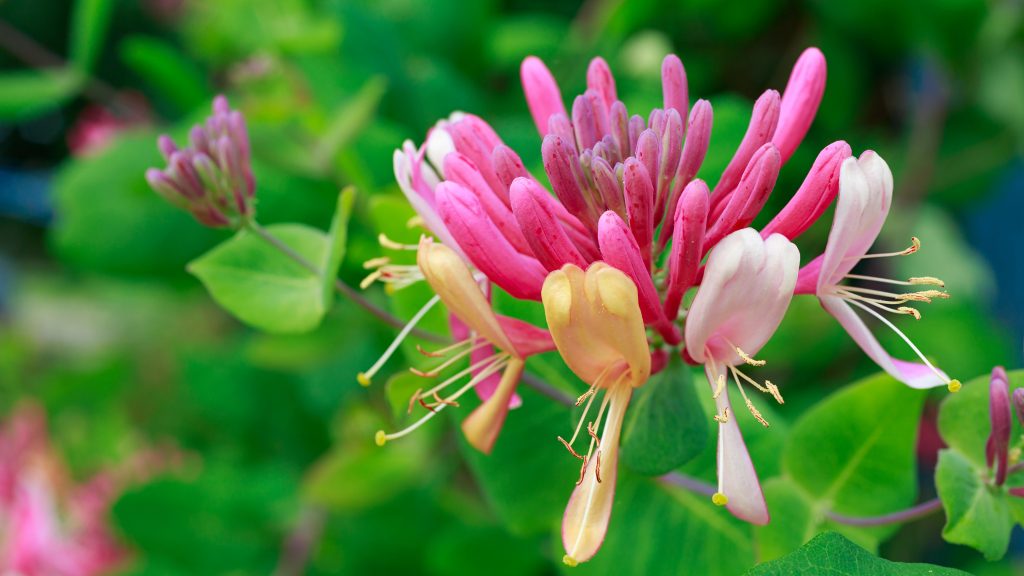 Honeysuckle Dalam Sejarah