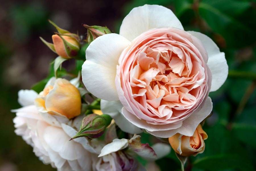 Juliet Rose
