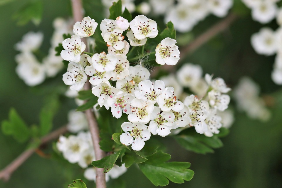 Hawthorn Dalam Sejarah