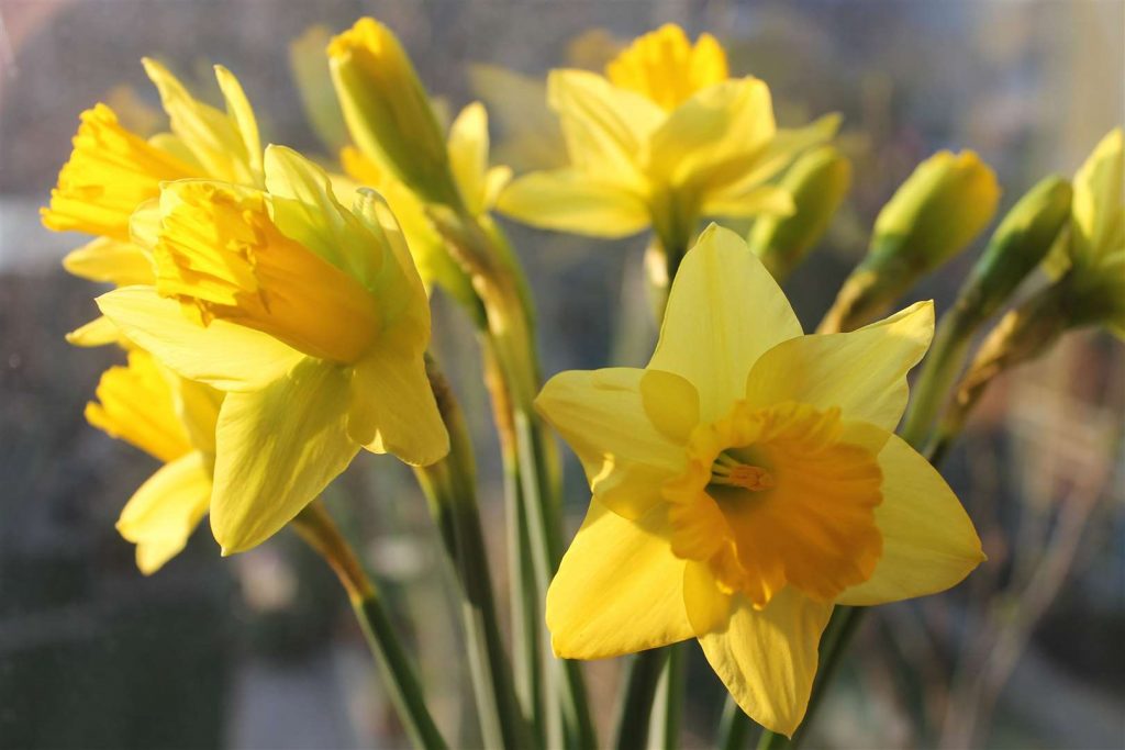 Daffodil Di Taman