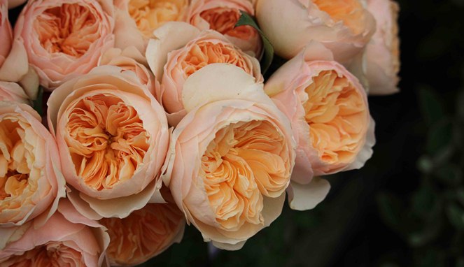 Juliet Rose