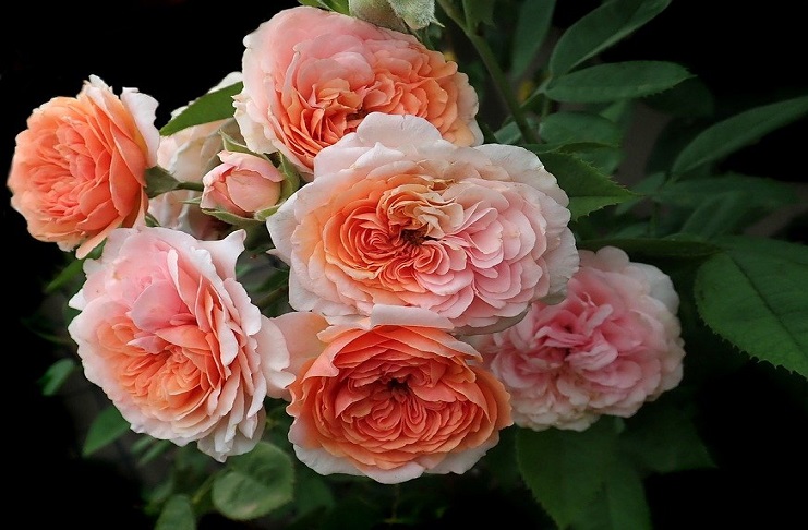 Juliet Rose