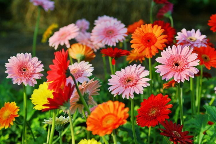 Tidur Lebih Nyenyak Dan Nyenyak Dengan Gerbera Daisies