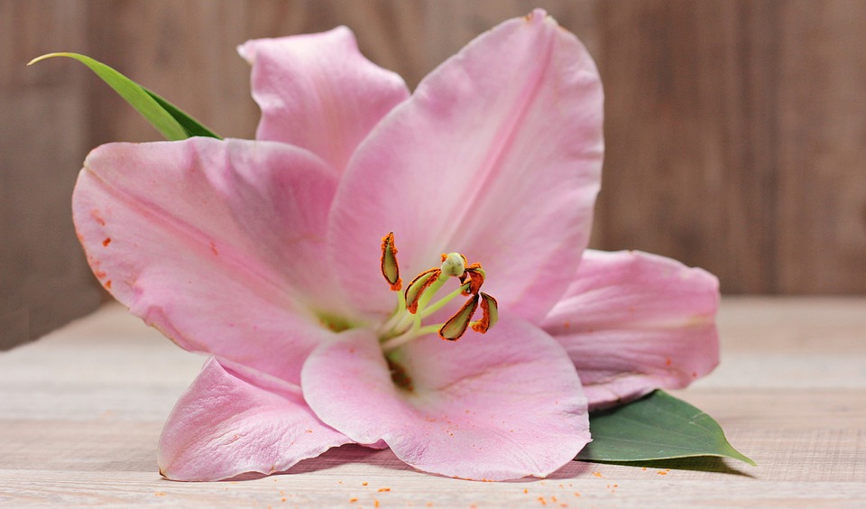 Bunga Lily