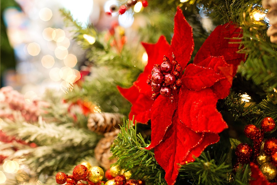 Tanaman Natal