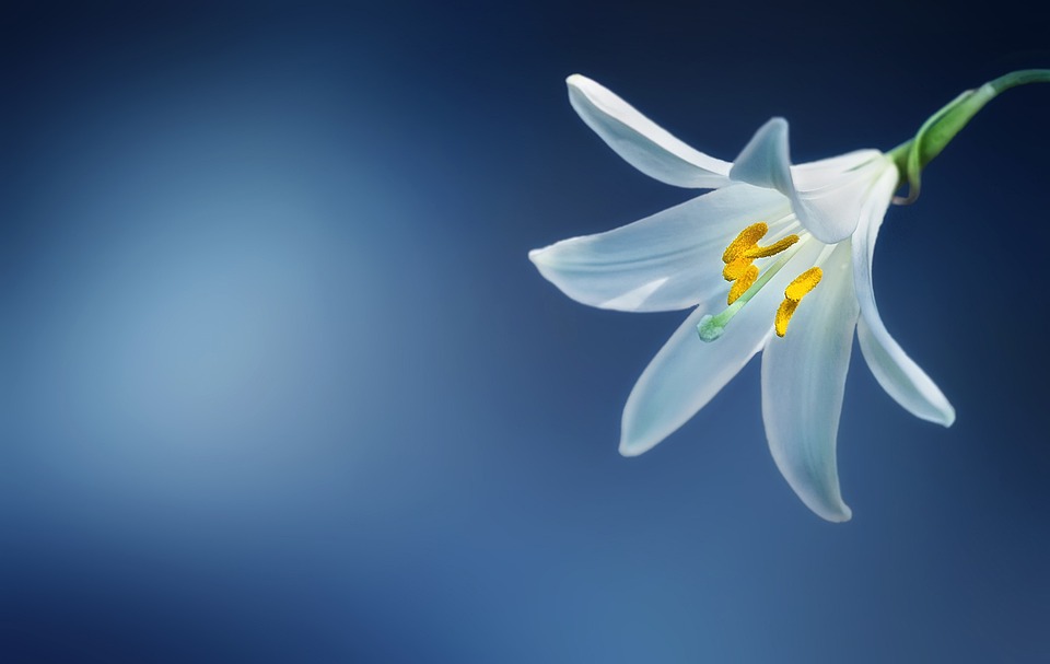 Bunga Lily