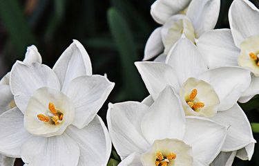 Apa Yang Harus Dilakukan Dengan Paperwhites Setelah Mekar