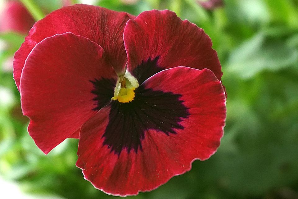 Tanaman Pansy