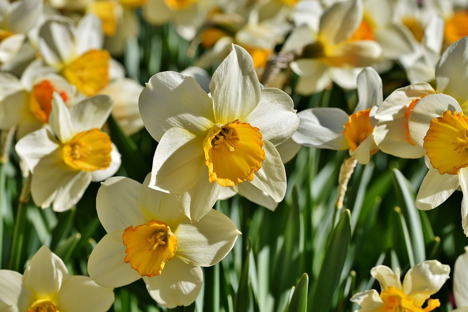 Makna Narcissus Dan Simbolisme
