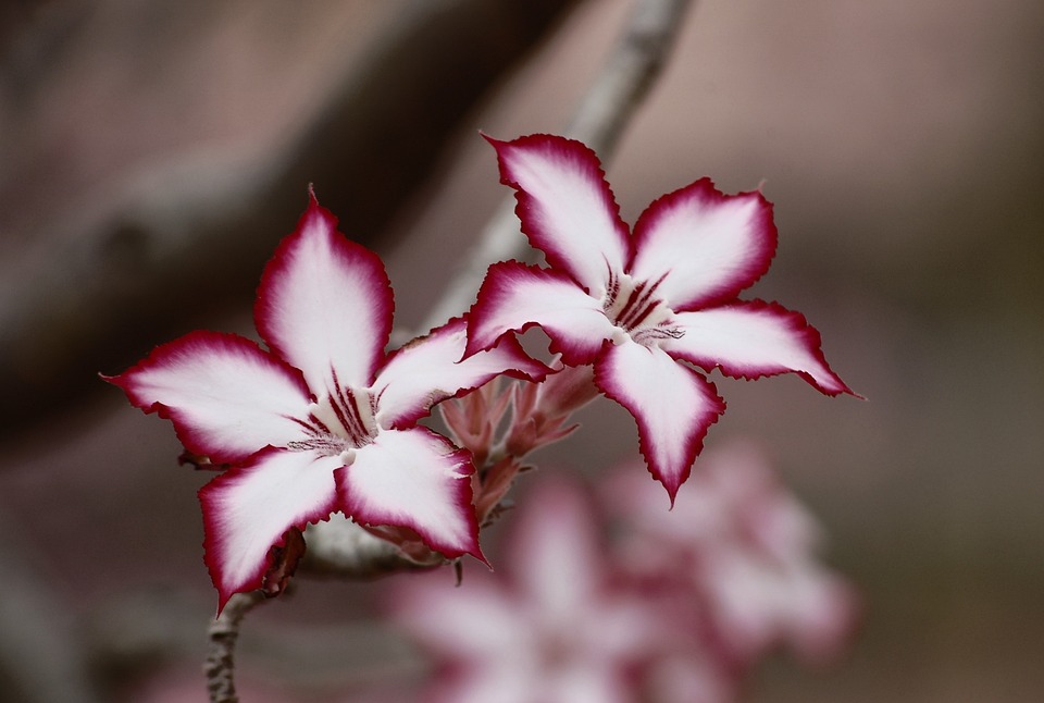 Bunga Lily