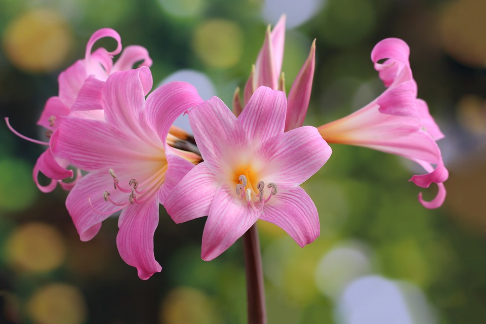 Amarilis